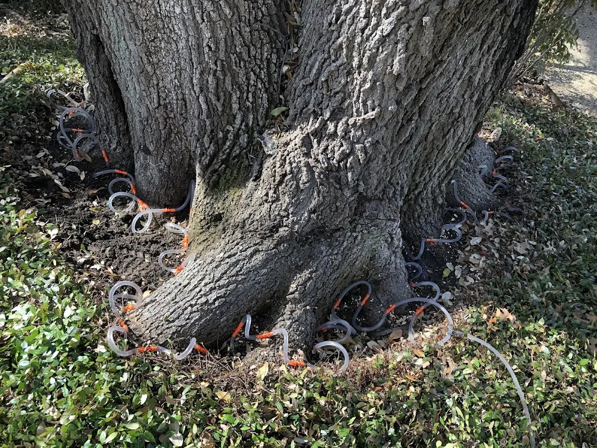 Detailed Shrub and Hedge Trimming job site in Garland