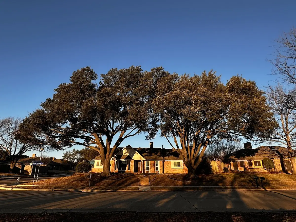 Established residential canopy tree shading a home in Garland