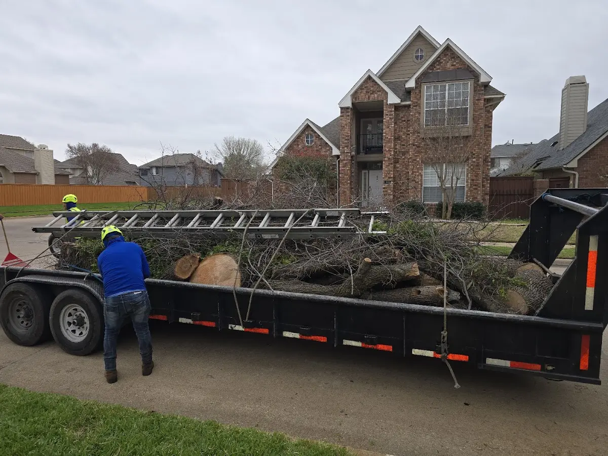 Expert Deadwooding with proper safety equipment in Garland